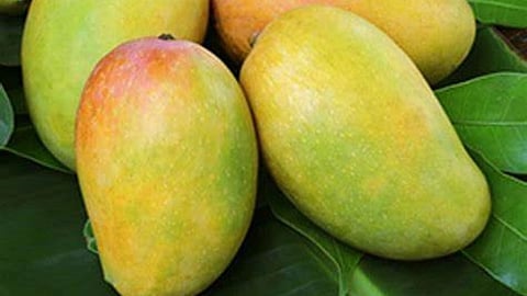 Kesar Mango