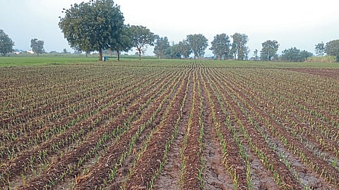 Onion Cultivation