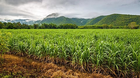 Sugarcane