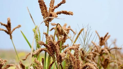 Nachani Crop