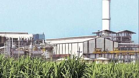 Sugarcane Jalgaon