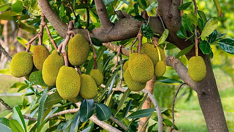 Jackfruit 