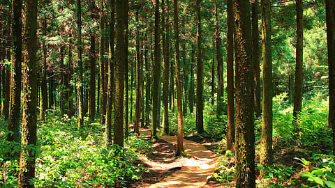 Forest Conservation