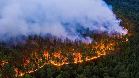 Forest Fire 