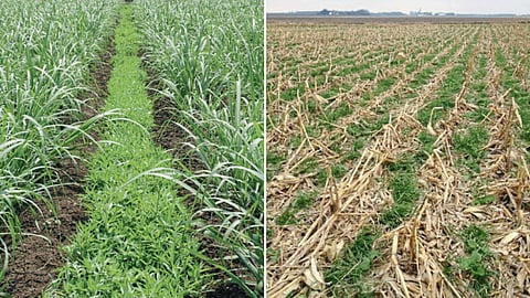 Soil Organic Carbon