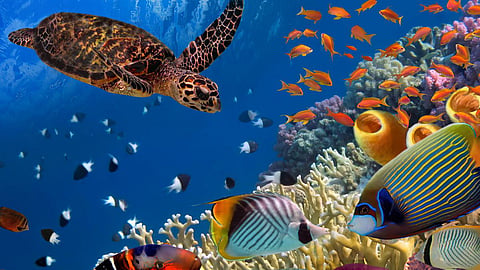 Marine Species  