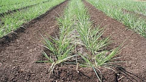 Sugarcane