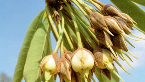 Mahua Flower
