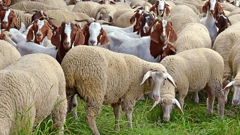 sheep Goat