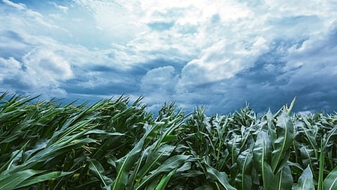 Agriculture Weather