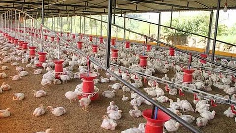   Poultry Shed 