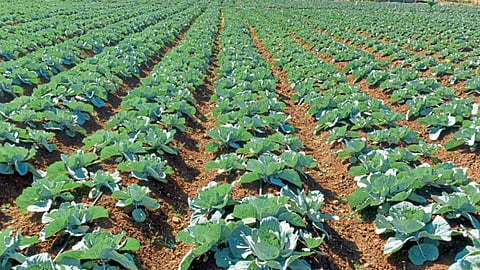 Agriculture 