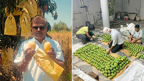 Kesar Mango