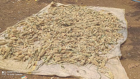 Crop Damage 