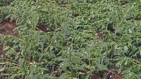 Crop Damage 