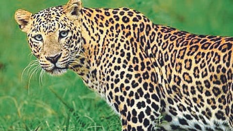 Leopard 