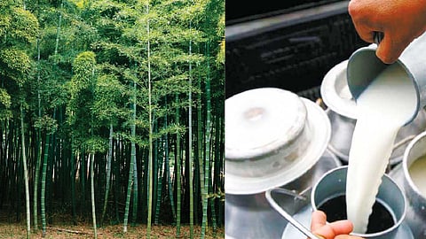 Bamboo Subsidy 