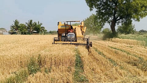 Wheat Harvesting 