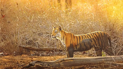 Pench Tiger Reserve 