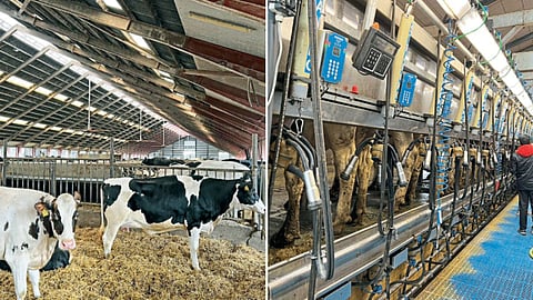 Animal Management