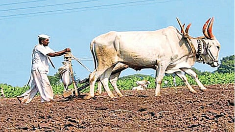 Groundnut Sowing