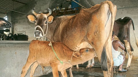 Animal Husbandry 
