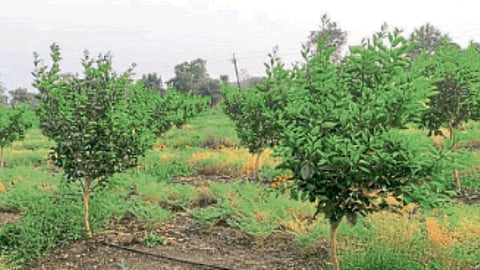 Orchard Planting