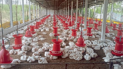 Poultry 