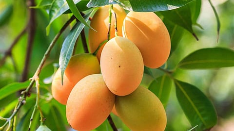Mango 
