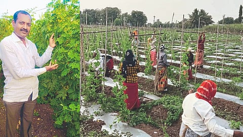 Vegetable Farming 