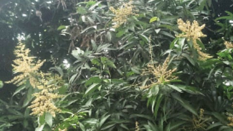 Mango Blossom