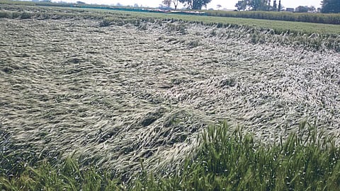 Crop Damage 