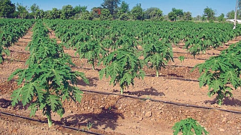 Papaya Cultivation