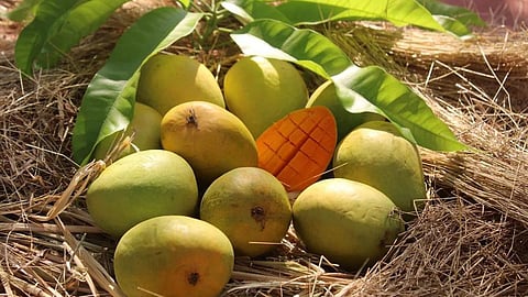 Hapus Mango