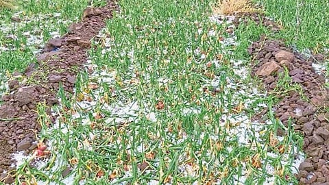Crop Damage