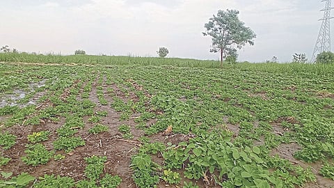 Summer sowing