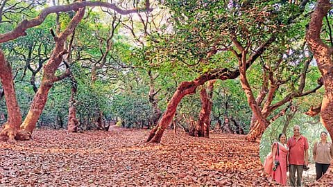 Vasundhara