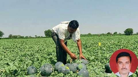 Watermelon Farming 
