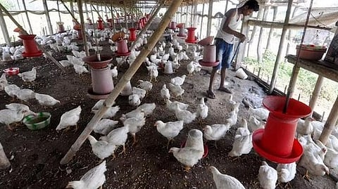 Poultry Farm Heat Wave