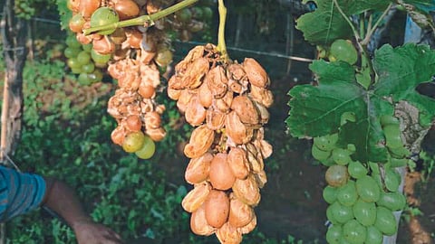 Crop Damage