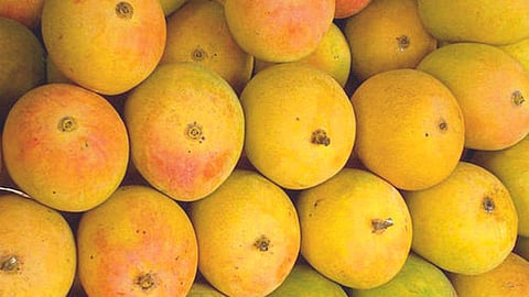 Mango Season
