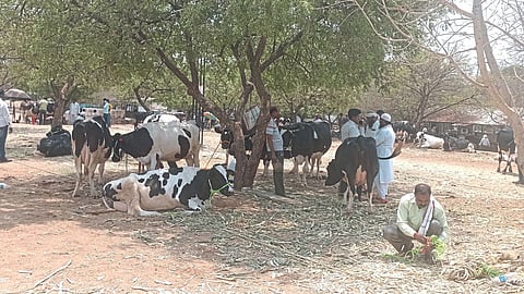 Livestock Market