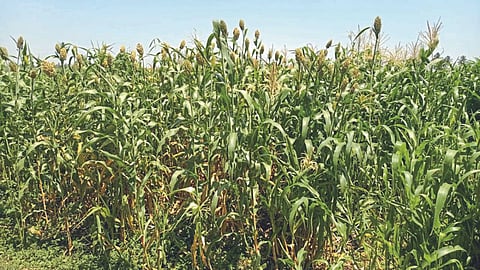 Summer Crop