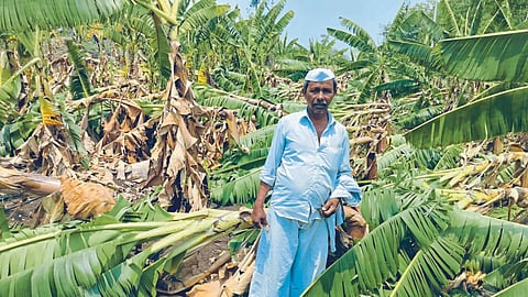 Banana Damage