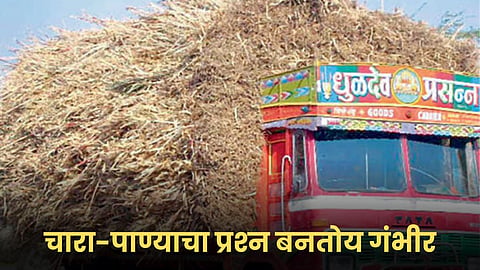 Fodder Issue