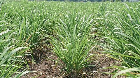 Drip Irrigation in Agriculture