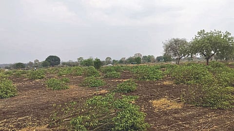 Orange Orchard 