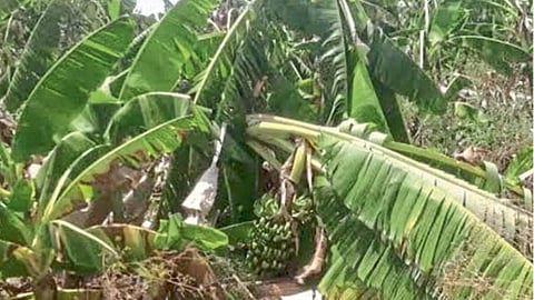 Crop Damage