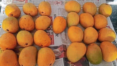 Mango