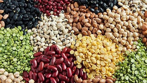 Vegetable Seed 